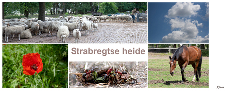 wandeling op de strabregtse heide