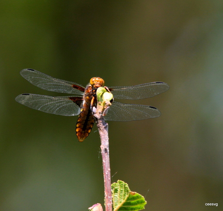 Libelle