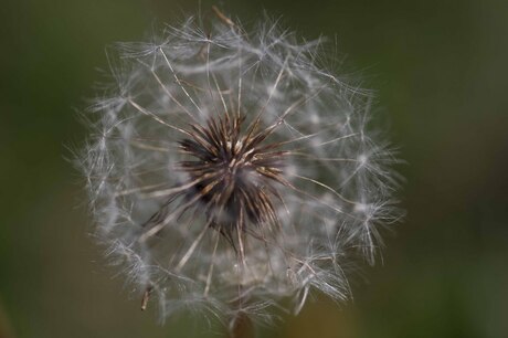 Pluis van de paardebloem