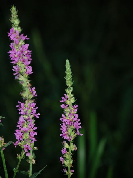 Geen idee wat voor plant dit is..