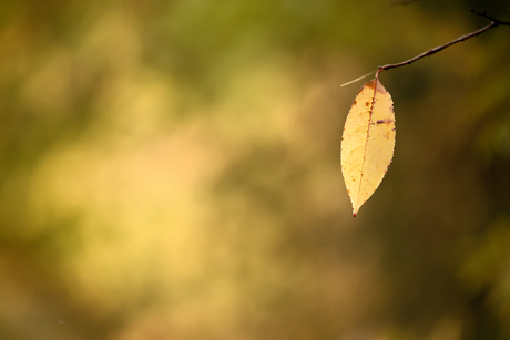 Herst, het laatst blad...