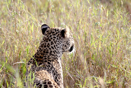 Jaguar in de Serengeti