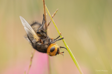 The fly