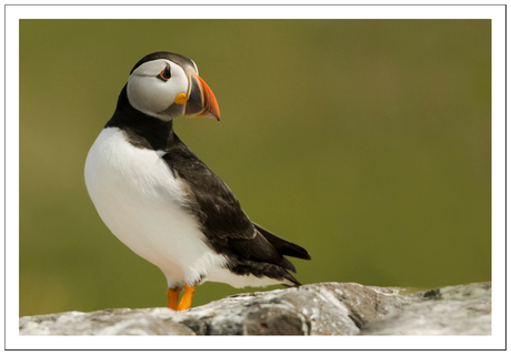 Puffin