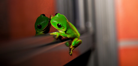 Green tree frog, Bundaberg Australia