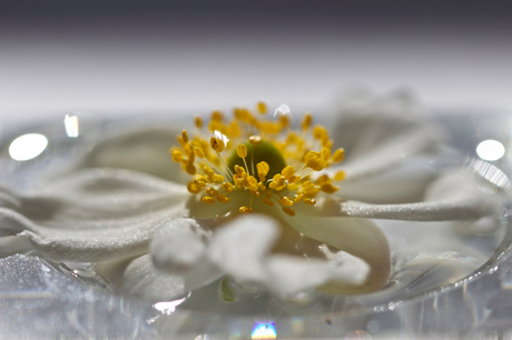 Anemone.