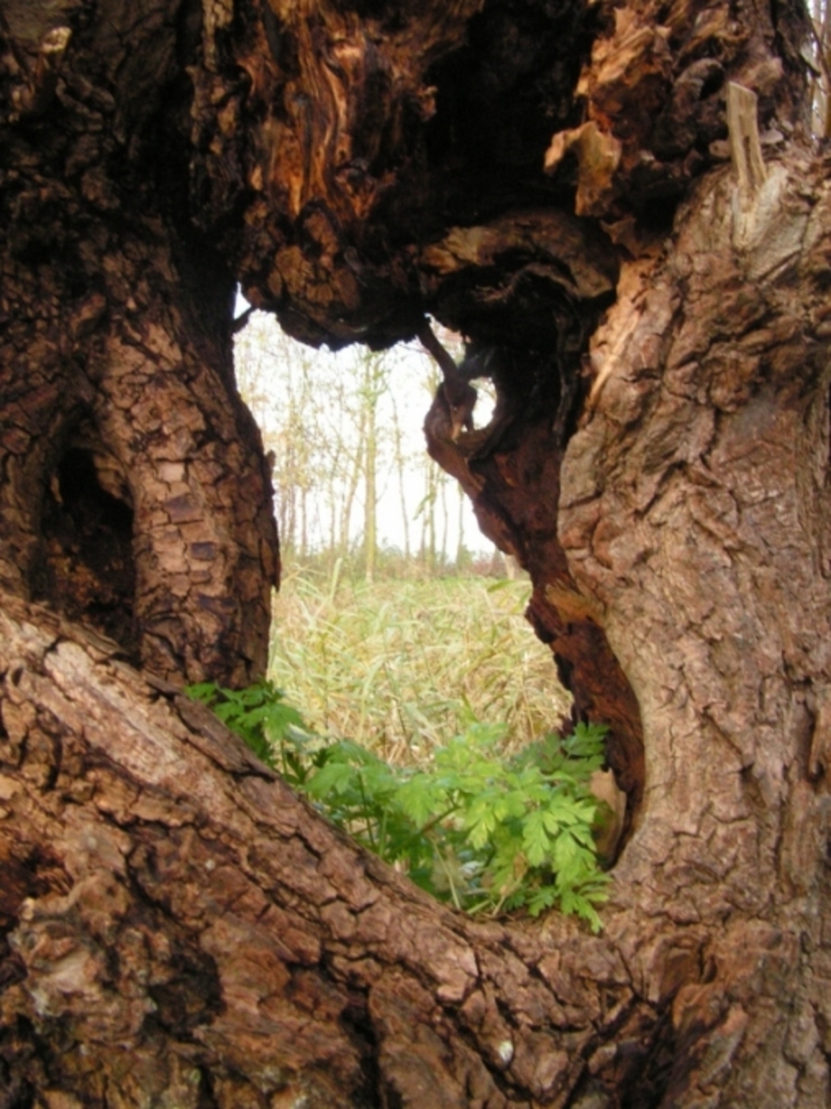 Galerij: Natuur - Zoom.nl