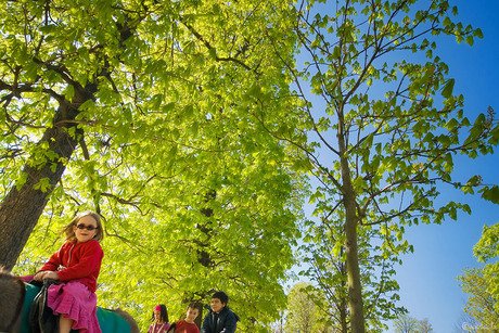 Jardin des Tuileries