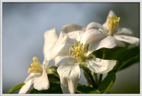 Appel bloesem