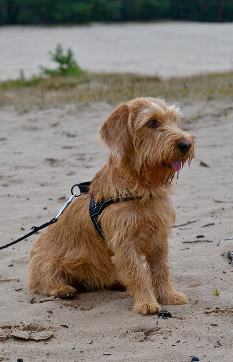 Basset fauve de Bretagne