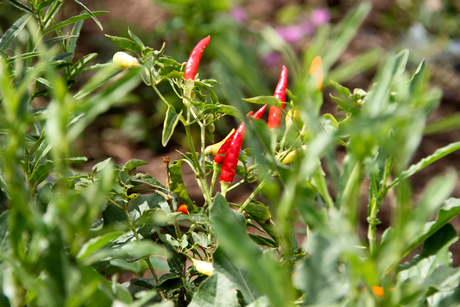 Wild peppers