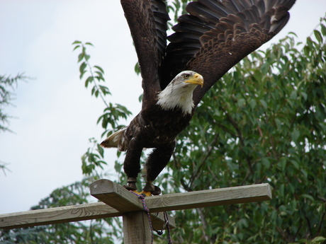 in-flight