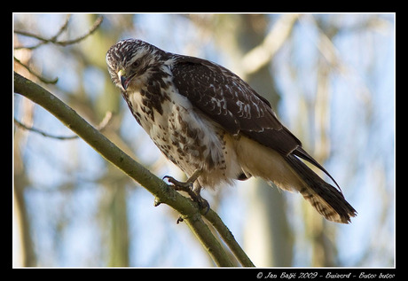 Buizerd