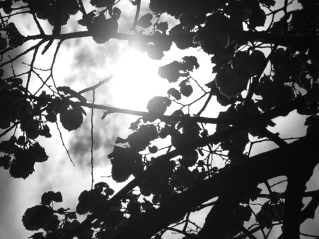 Looking through the Tree's leaves