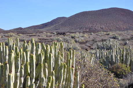 tenerife