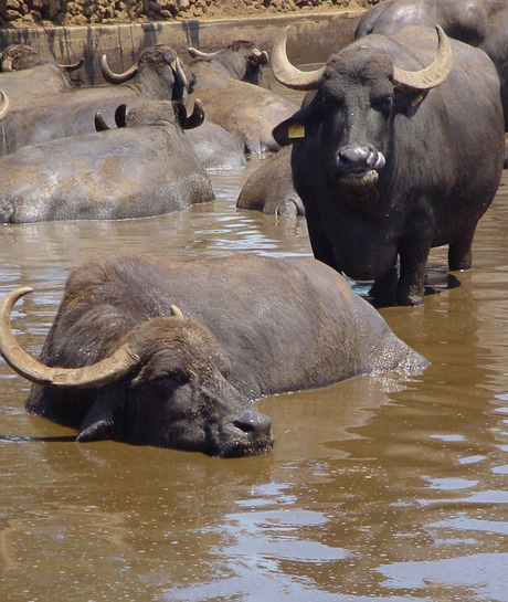 Waterbuffels