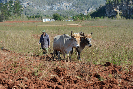 Cuban Farmer