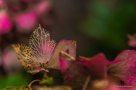 Uitgebloeide hortensia_DSC_3585.jpg