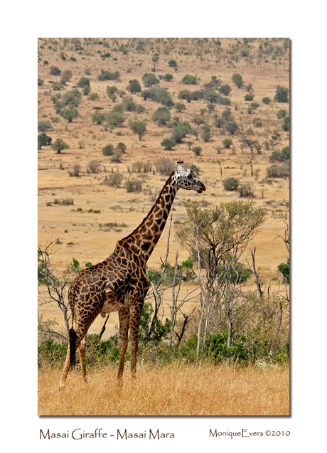 Masai Giraffe Masai Mara