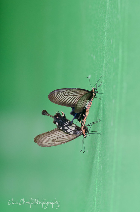 Butterfly mating