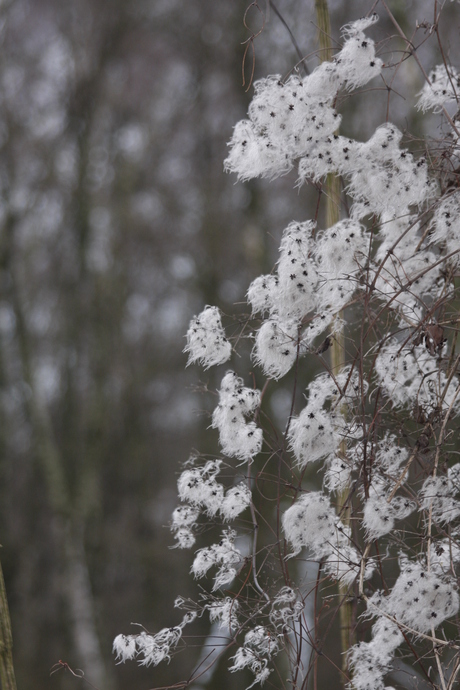 natuur