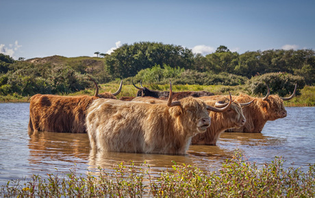 Warm Wildlife