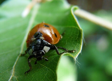 lady bird2