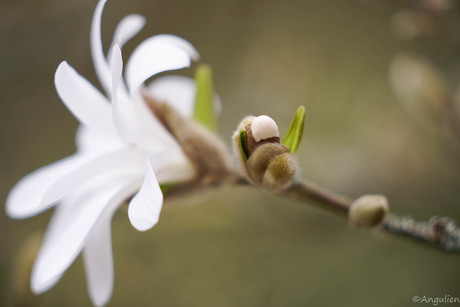 Magnolia