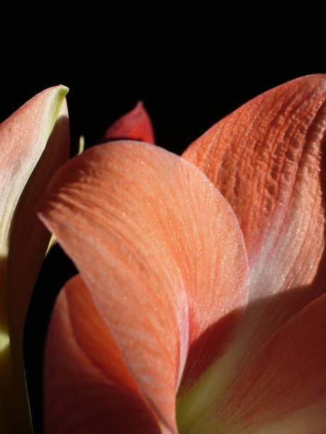 Blad van een Amaryllis
