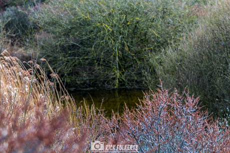 In de duinen...