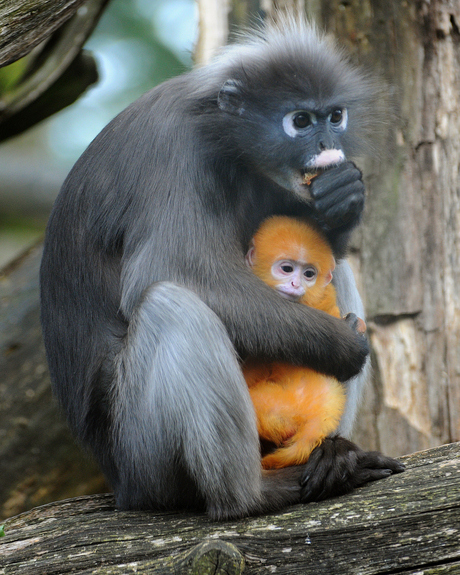 Brillangoer met jong Burgers' Zoo Arnhem