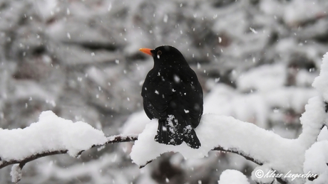 winter merel