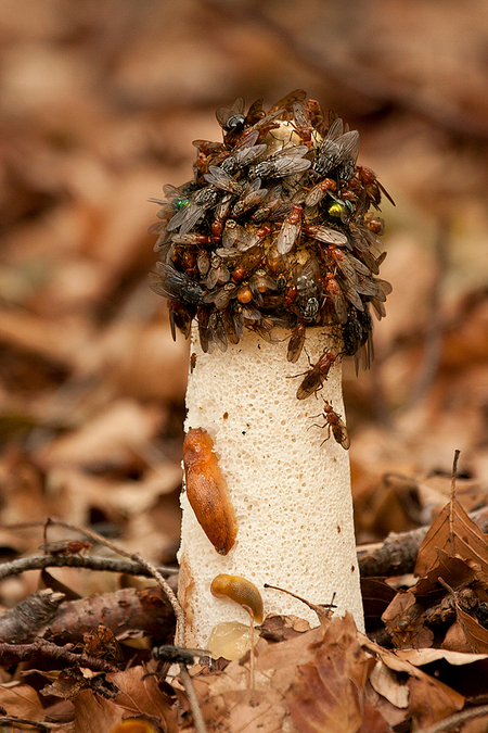 McFly - Lopend, kruipend en vliegend buffet. - foto door fraju op 20-09-2011 - deze foto bevat: vliegen slak strondvlieg paddenstoel herfst bos natuur