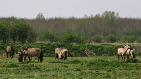 Konikspaarden