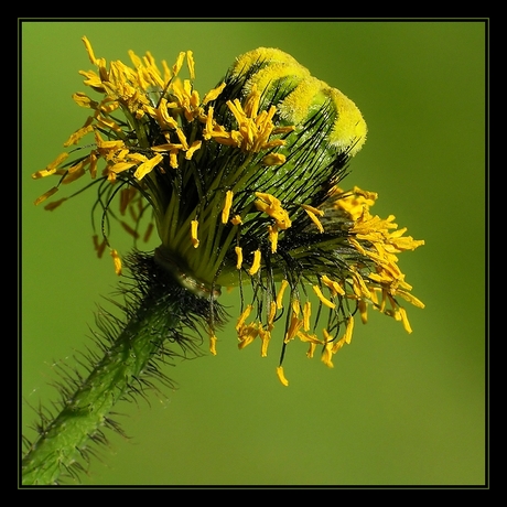 Papaver - uitgebloeid