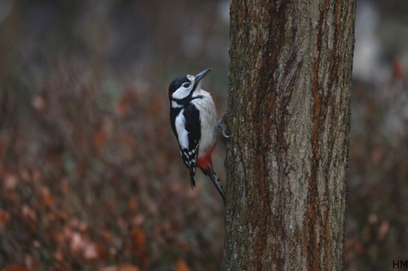 Grote bonte specht