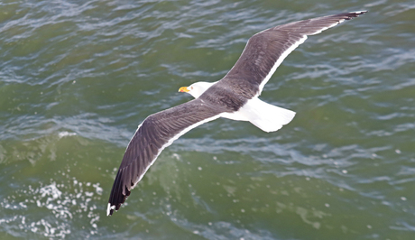 Meeuw van bovenaf in vlucht gefotografeerd