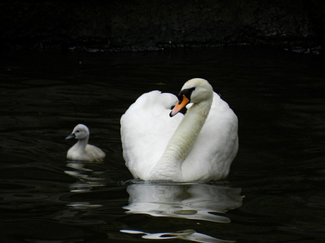 zwaan met jong