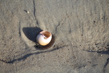 Strandleven, Noordzee