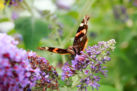 vlinder zuigt het nectar met zijn roltong uit de bloem