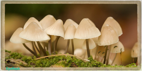 Paddenstoelen