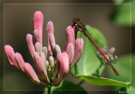 Vuurjuffer op Kamperfoelie