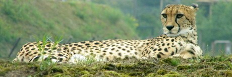 Cheetah overziet het