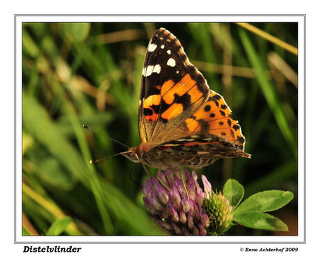 Vanessa Cardui