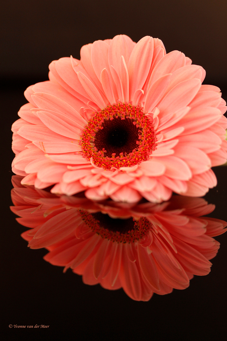 Gerbera