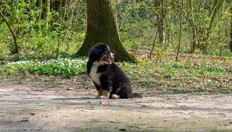 Berner Sennen pup