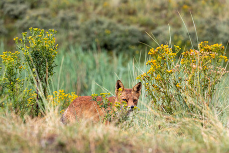 The quick brown fox.....