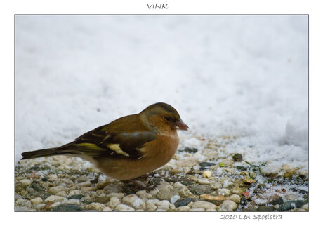 Vink