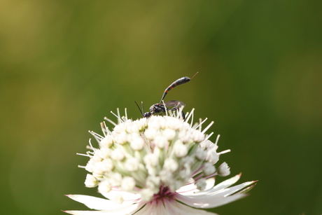 Zeeuwsknoopje met sluipwesp