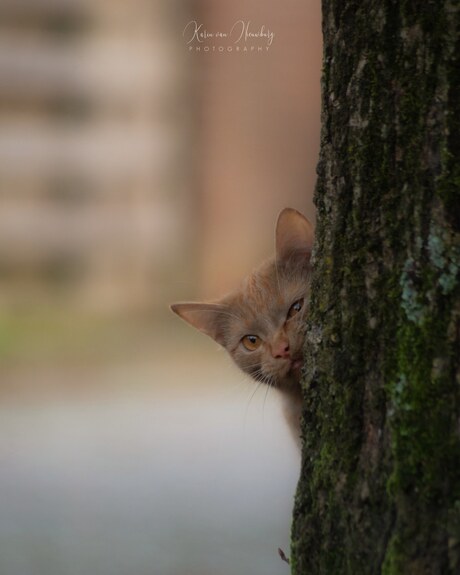 Curious kitty